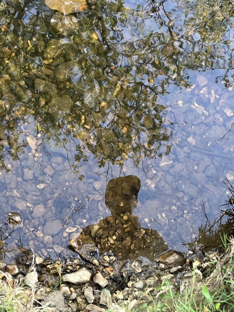 reflection of a silhouette in a leafy pond