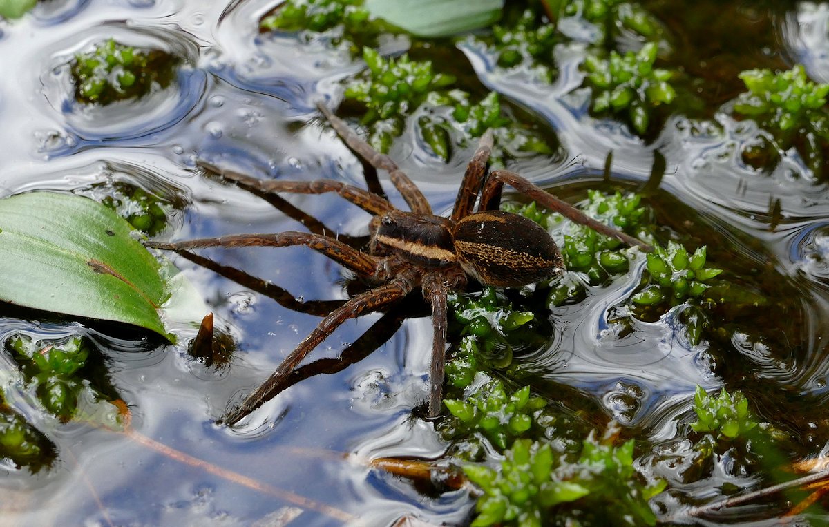 Raft-Spider-in-New-Forest-Olly-Frampton