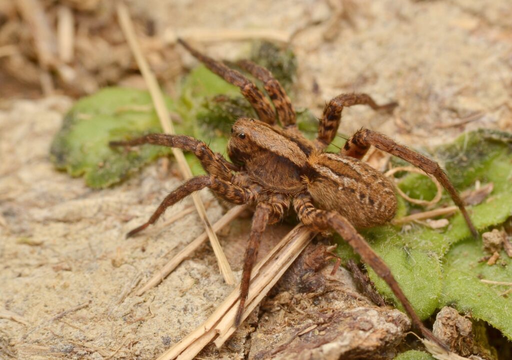 Wolf-spider-Alopecosa-pulverulenta (1)