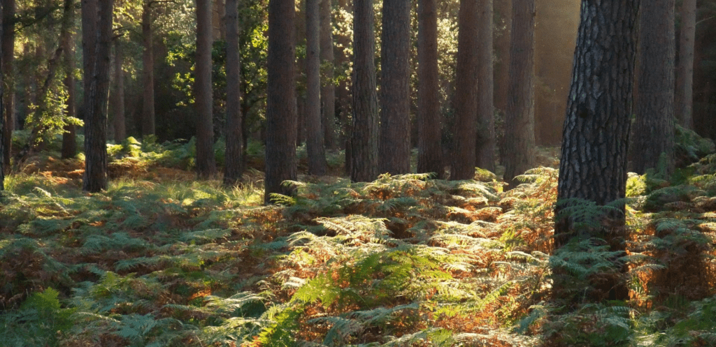 Rhinefield Ornamental Woodland