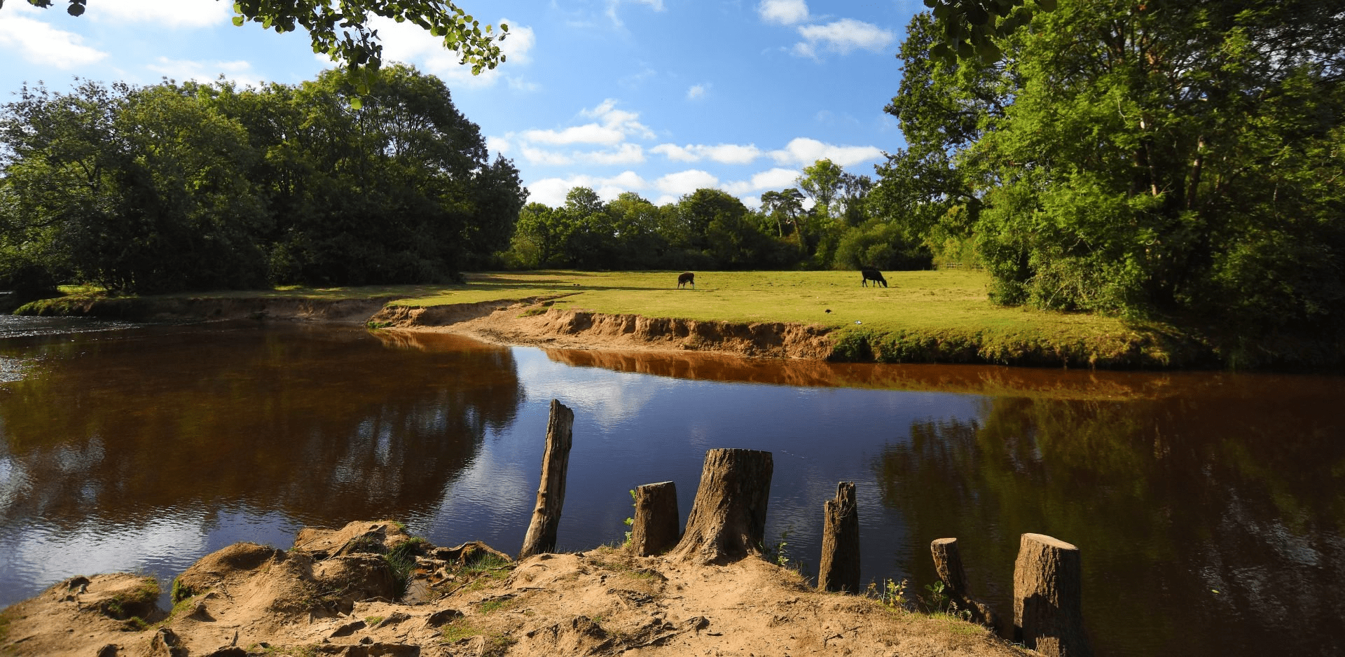 River bend with wooden stumps in foreground, grassy bank with grazing horses and trees under blue sky along Beaulieu to Brockenhurst route