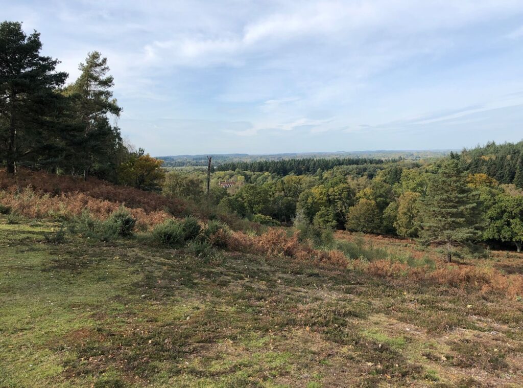 View across a wooded valley from a heathland slope with bracken and pines under a pale blue sky