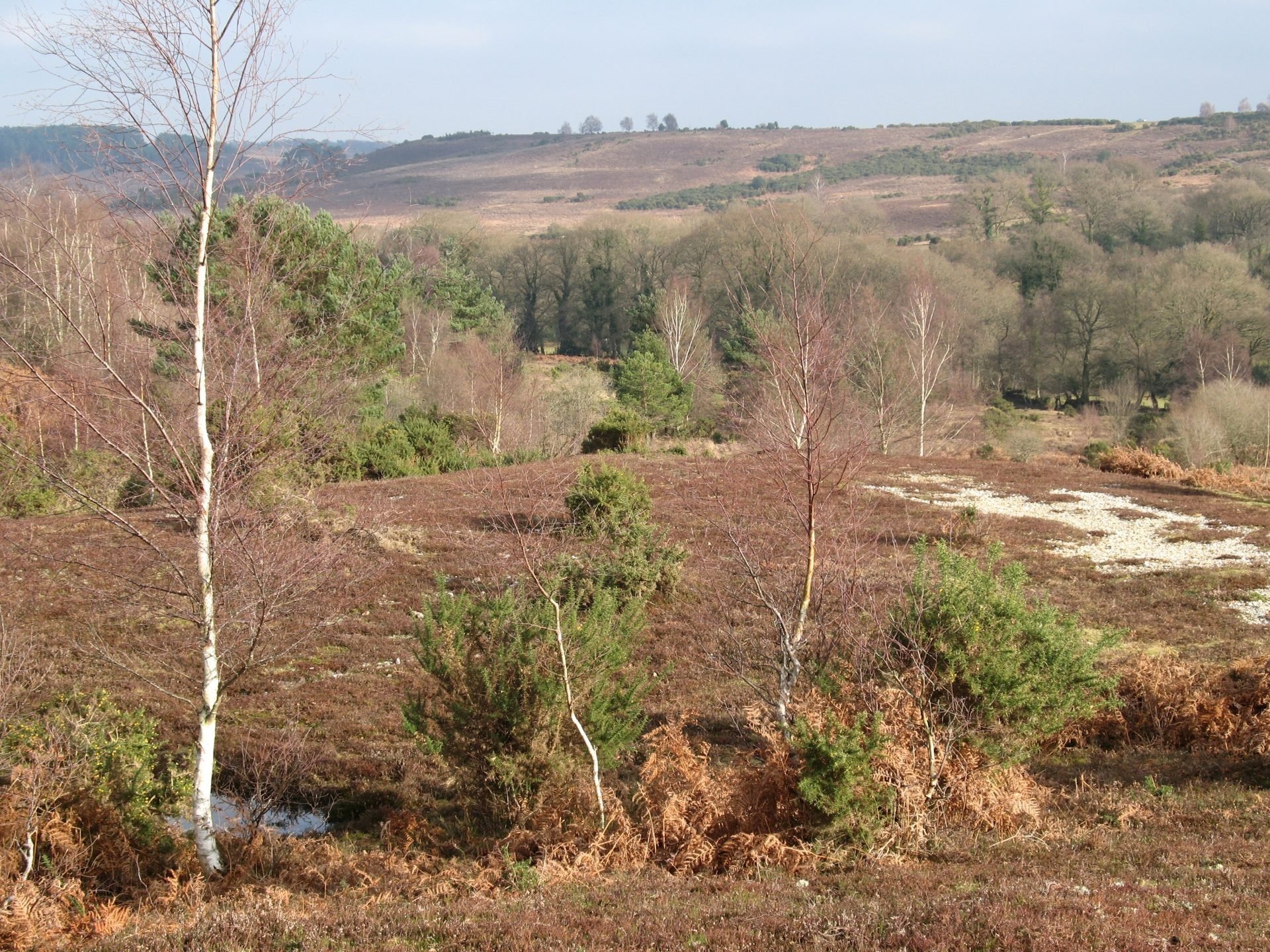View across heathland with birch trees and shrubs toward Godshill Ridge under a clear sky