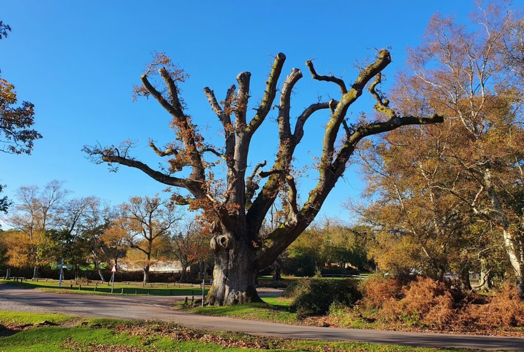 Large pollarded tree with thick bare branches beside a road in a park, autumn foliage in the background under blue sky