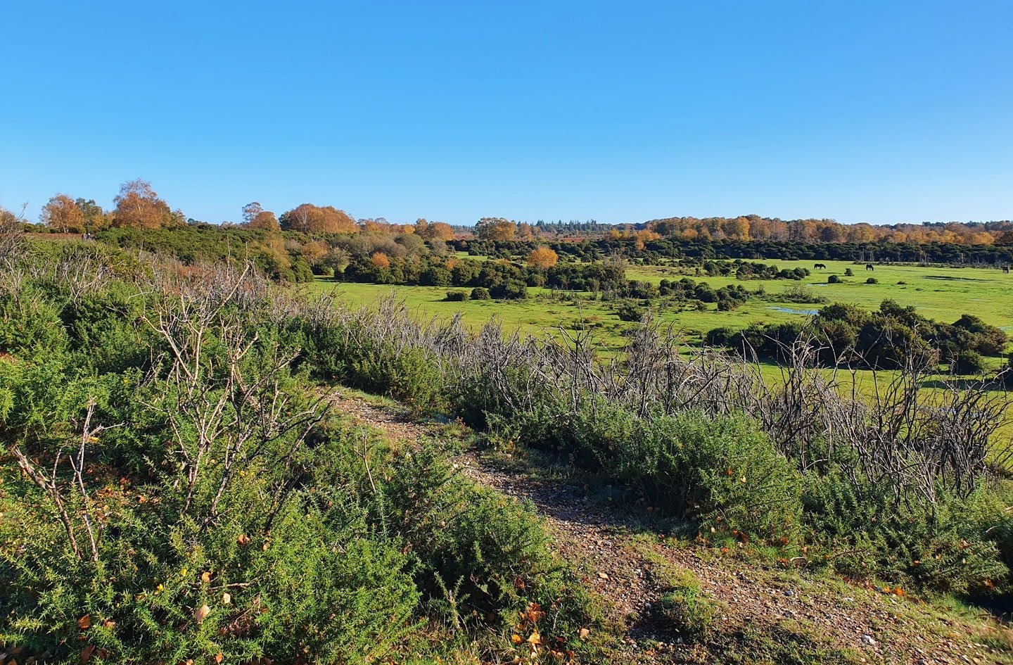 Gravel path through shrubs overlooking a green meadow with scattered trees in autumn colors under a clear blue sky