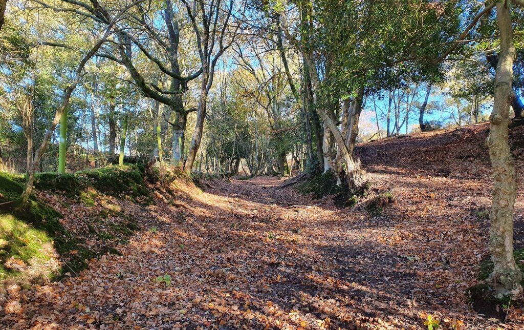 Leaf-covered dirt path winding through a sunlit woodland with tall trees and mossy banks under a blue sky