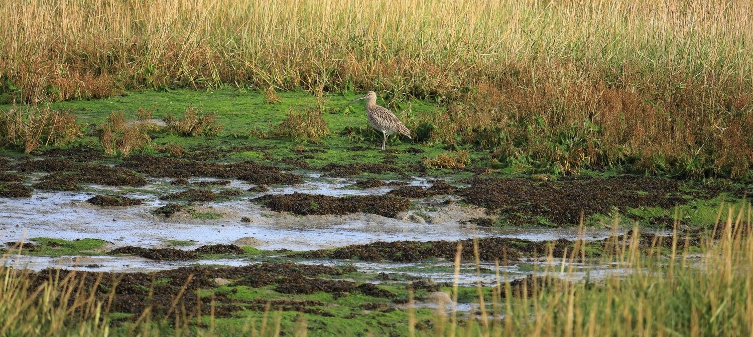 Curlew standing in a marshy tidal flat with seaweed patches and tall grasses in the background