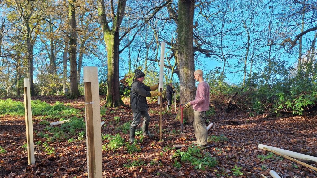 Two men in a wooded setting putting a cover over a new tree in the ground