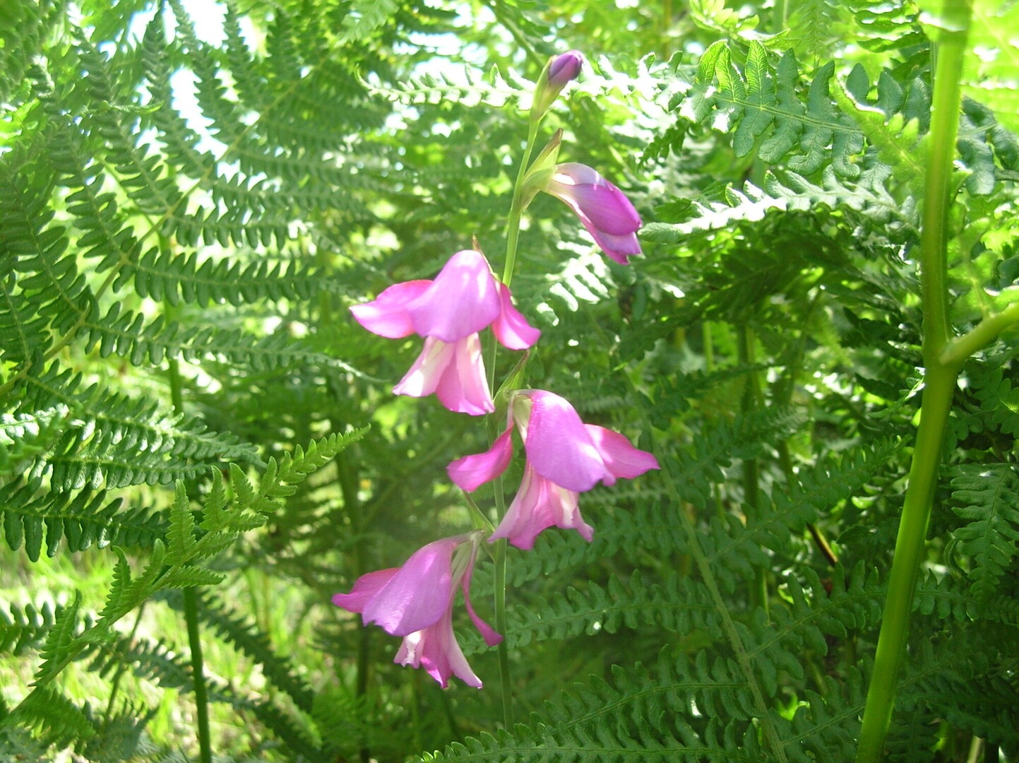 a pink flower on a stem with ferns behind