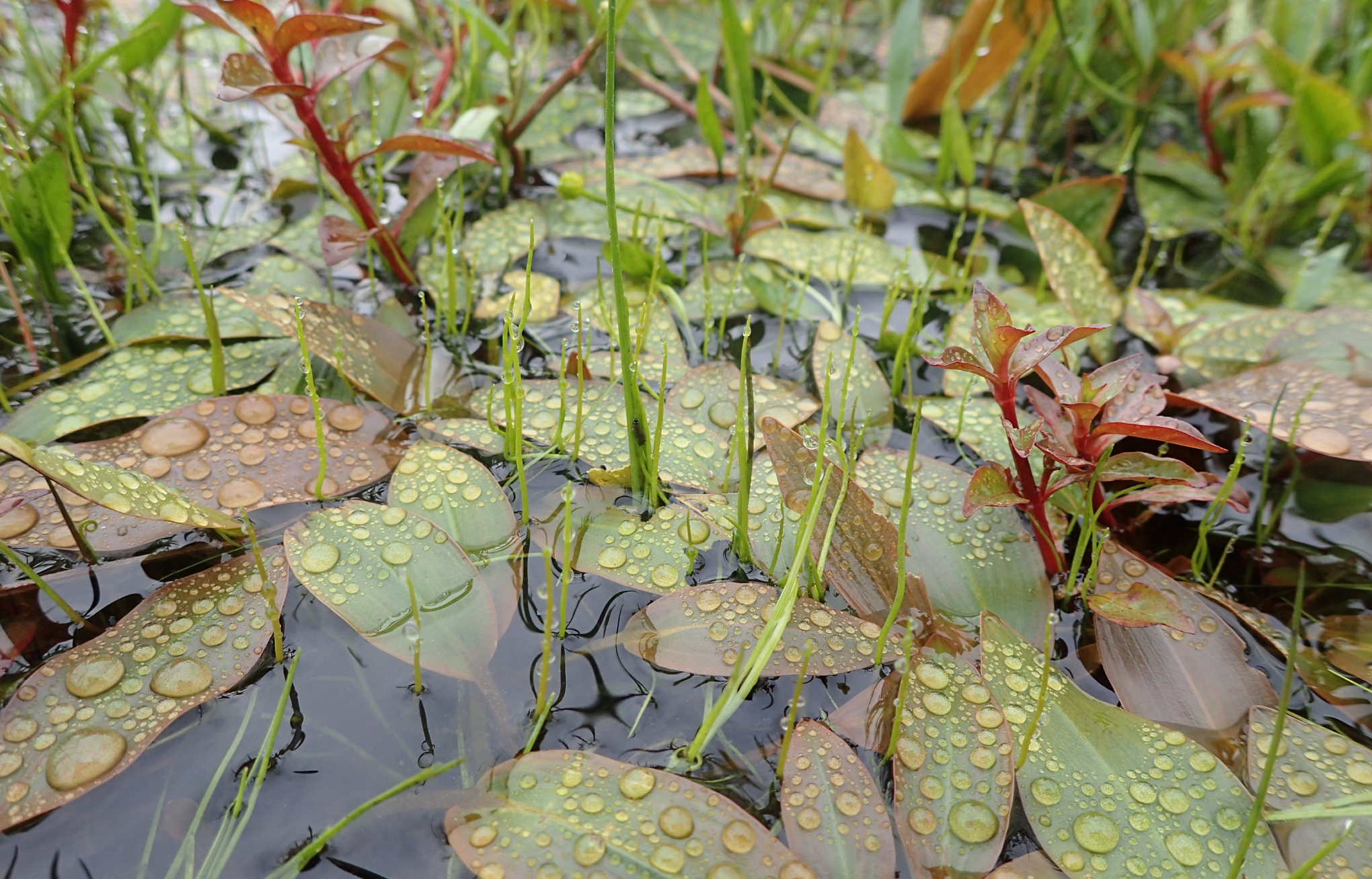 Pillwort, Hampshire Purslane and Bog Pondweed