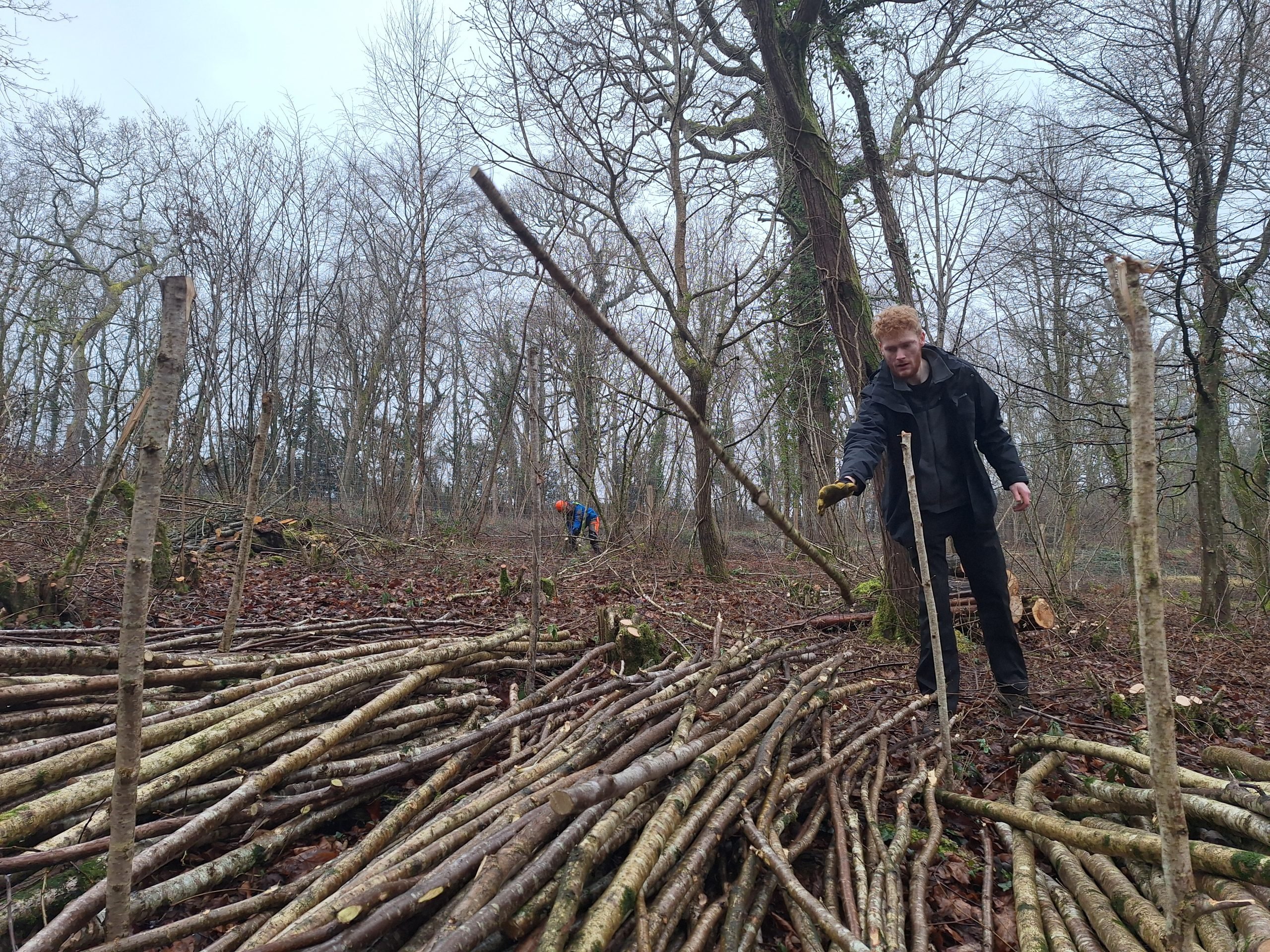 CET Intern Charlie sorting coppiced hazel by length