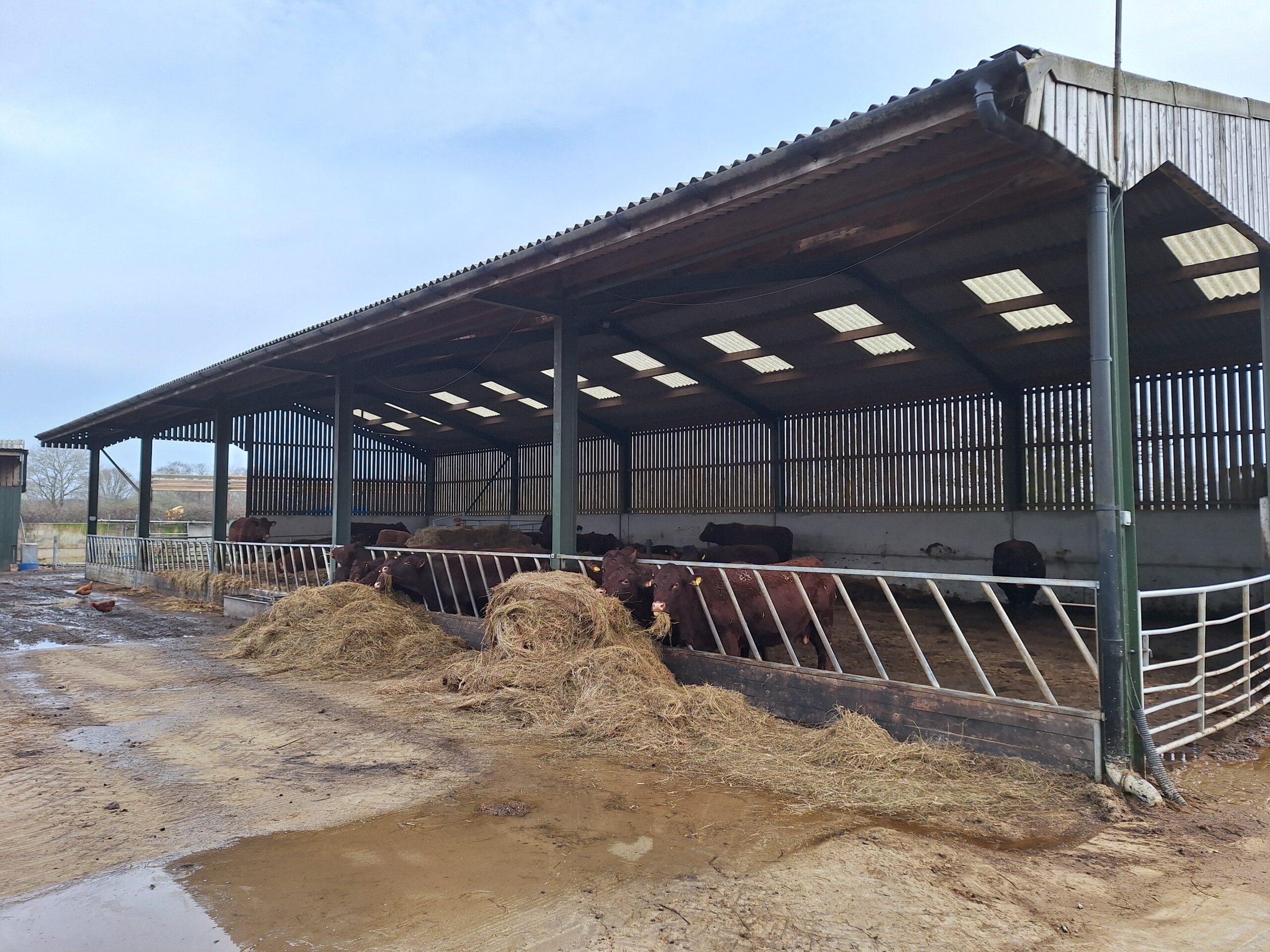 Keeled skimmer dragonfly with blue abdomen perched on a twig, wings spread against a blurred green background