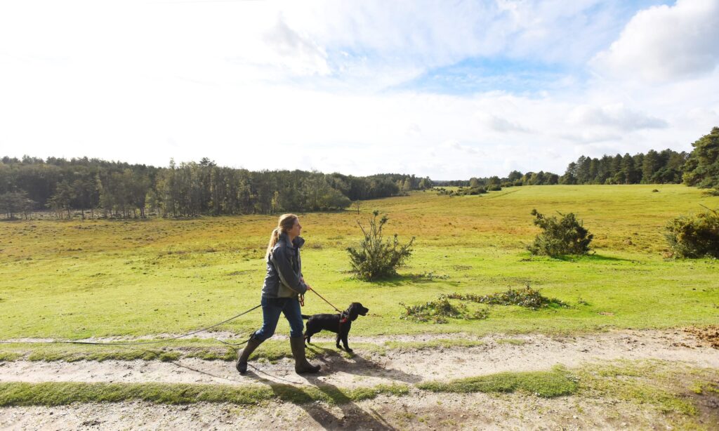 3 Dog walk Forests