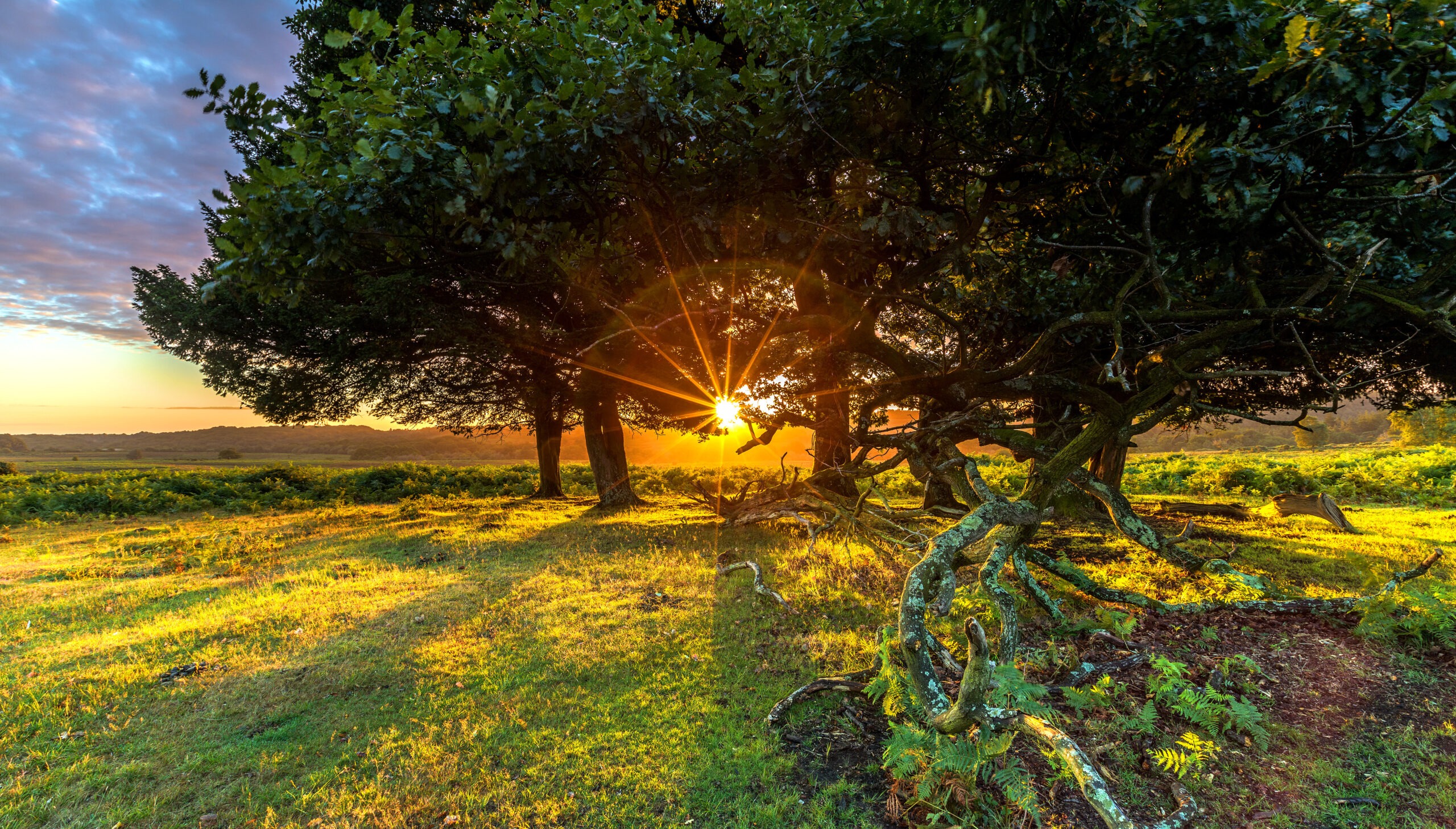 36235564215_d831f5fb1f_6k