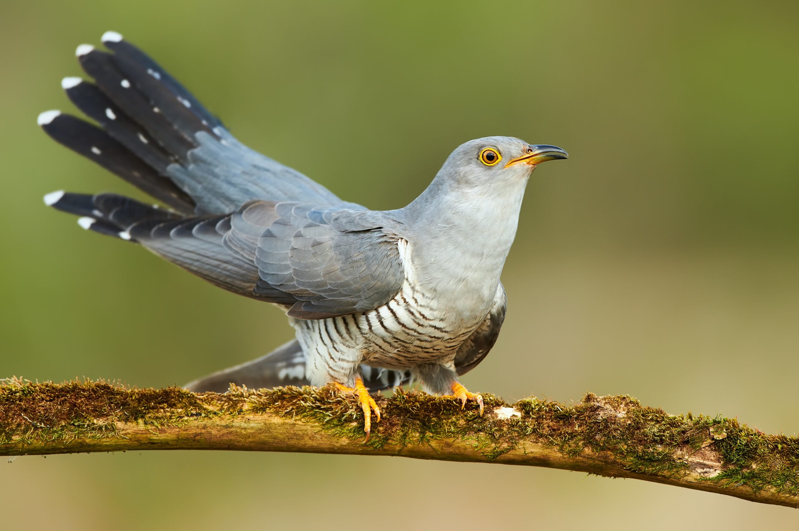 common cuckoo bird