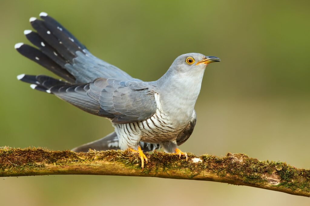 common cuckoo bird