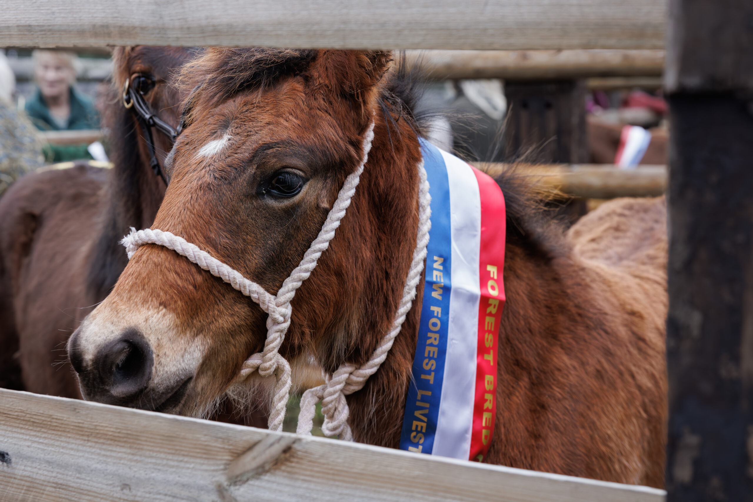 Young New Forest pony in a wooden pen wearing red, white and blue prize ribbons and a rope halter at Beaulieu Road pony sales