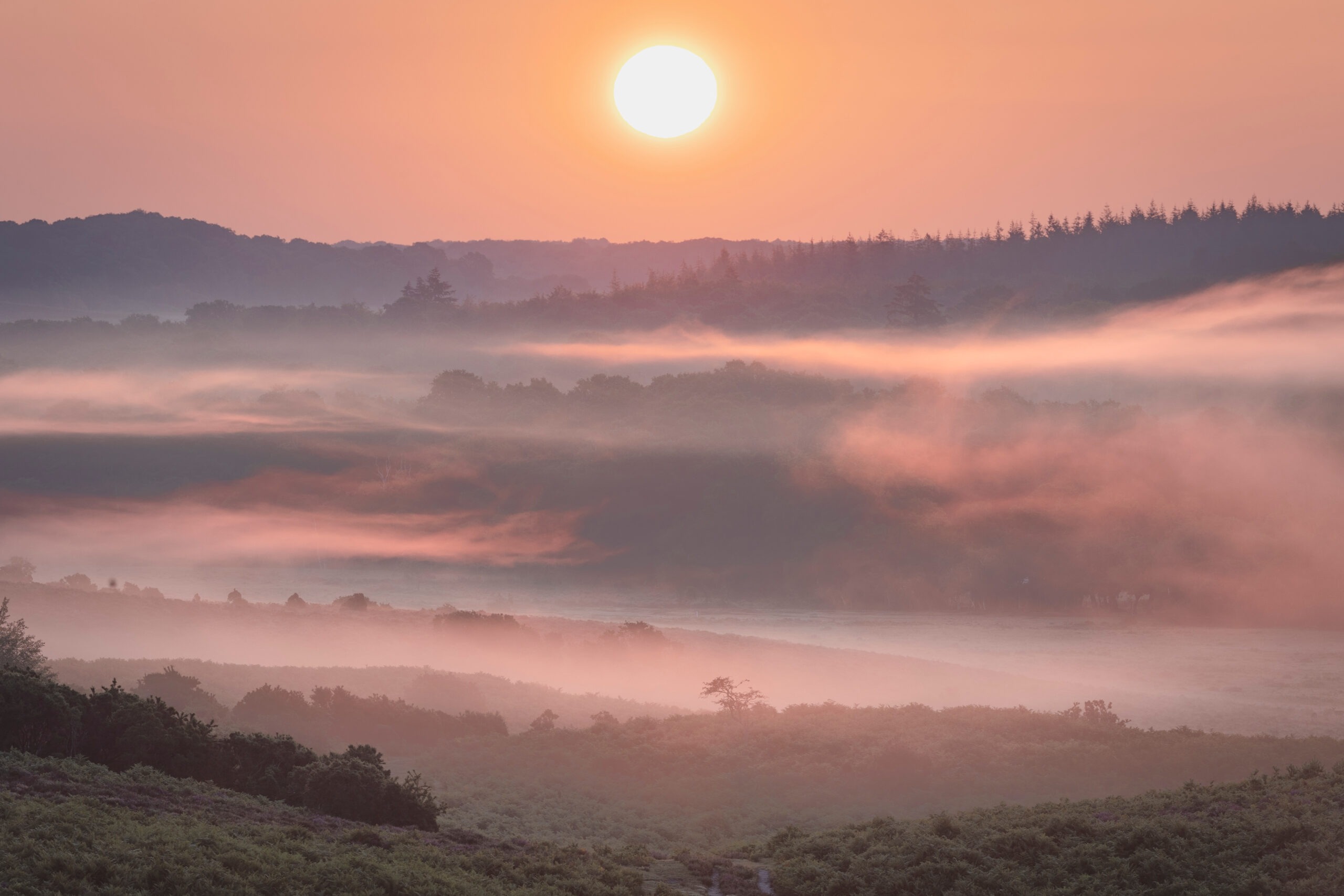 Sunrise over misty wooded valley in the New Forest, Hampshire, with orange sky and bracken-covered foreground