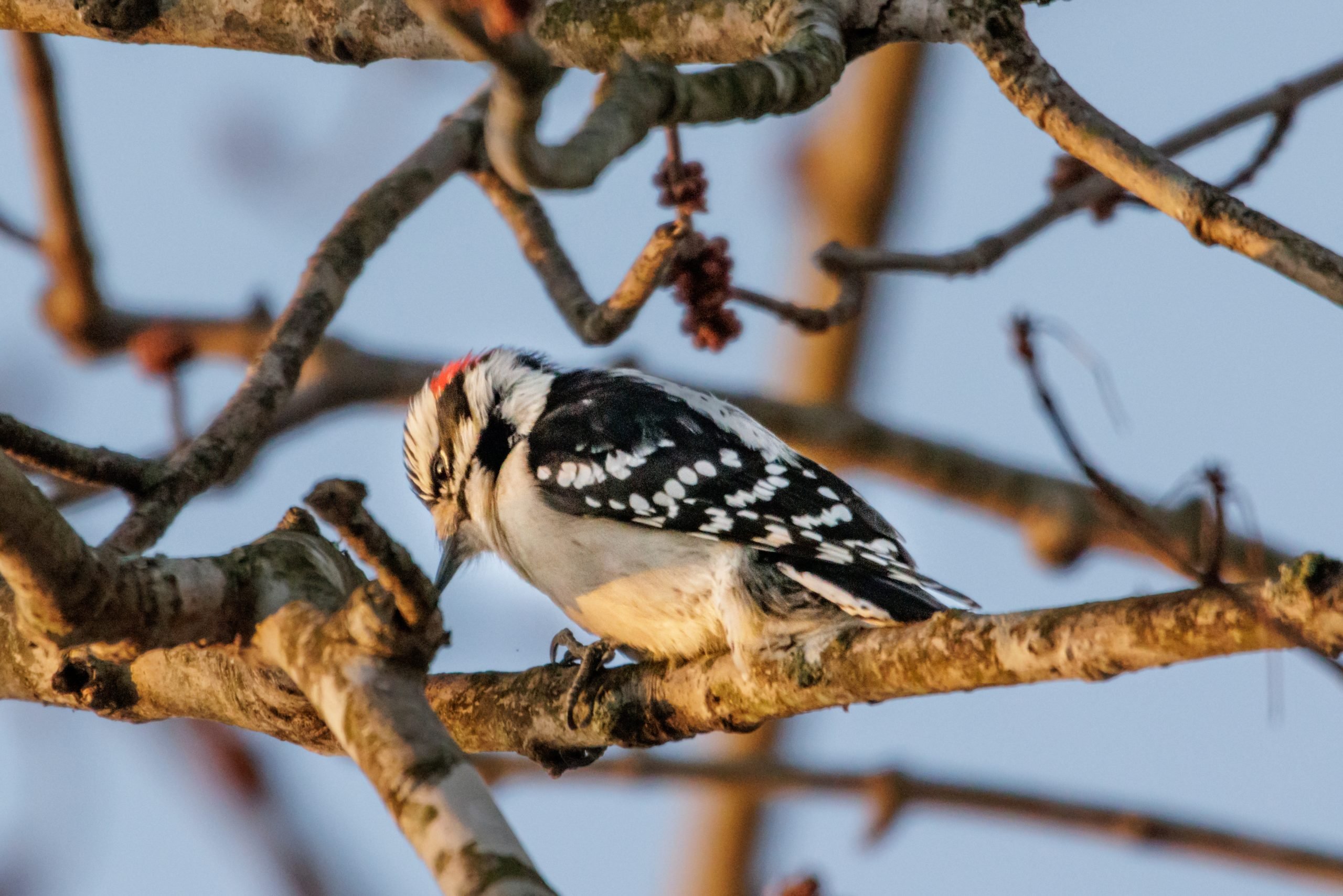 Lesser Spotted Woodpecker