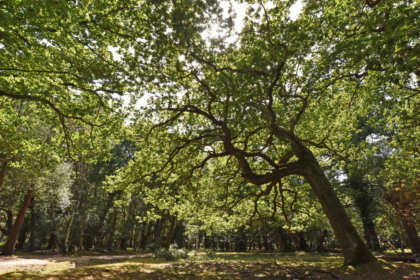 A lush green woodland scene