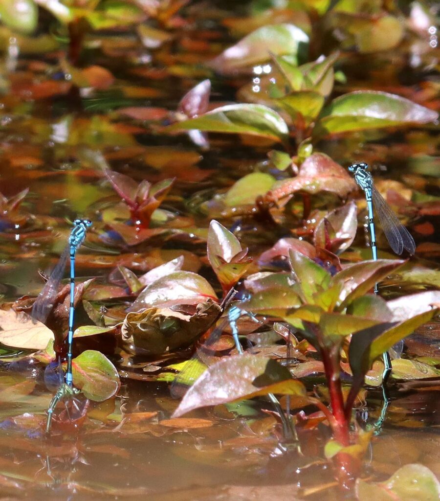 Three azure damselflies perched among Hampshire purslane leaves in shallow water