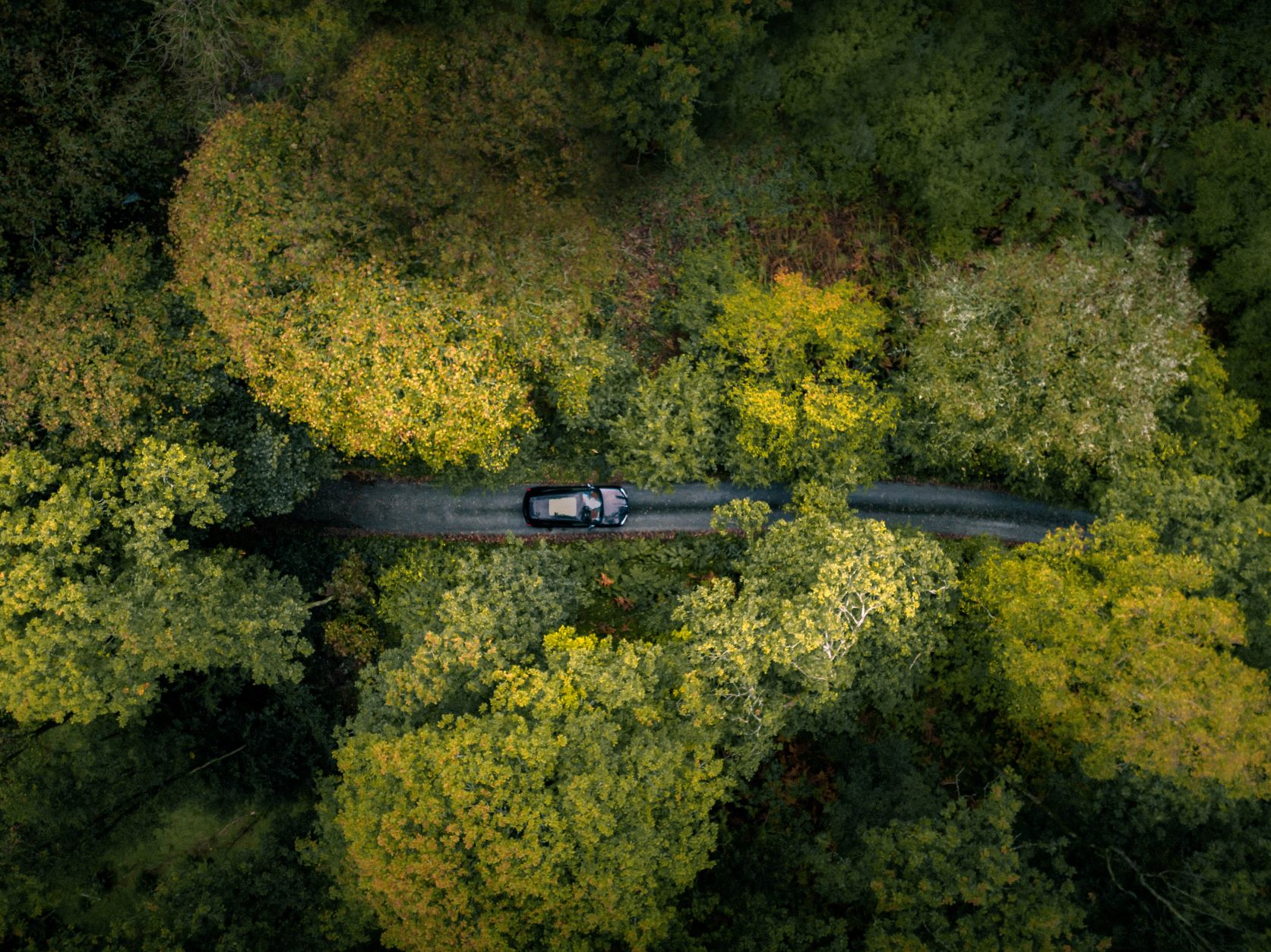 Car driving among trees looked on from above