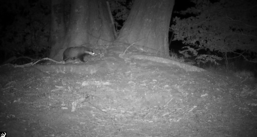 Night-vision trail cam photo of a badger walking across a dirt clearing near tree trunks in woodland at night