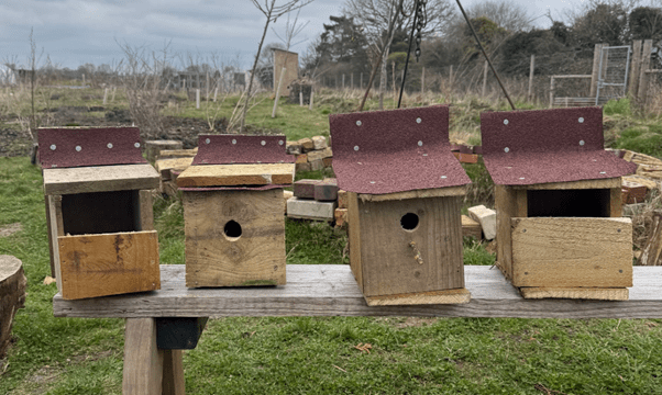 Birdboxes at four acre farm