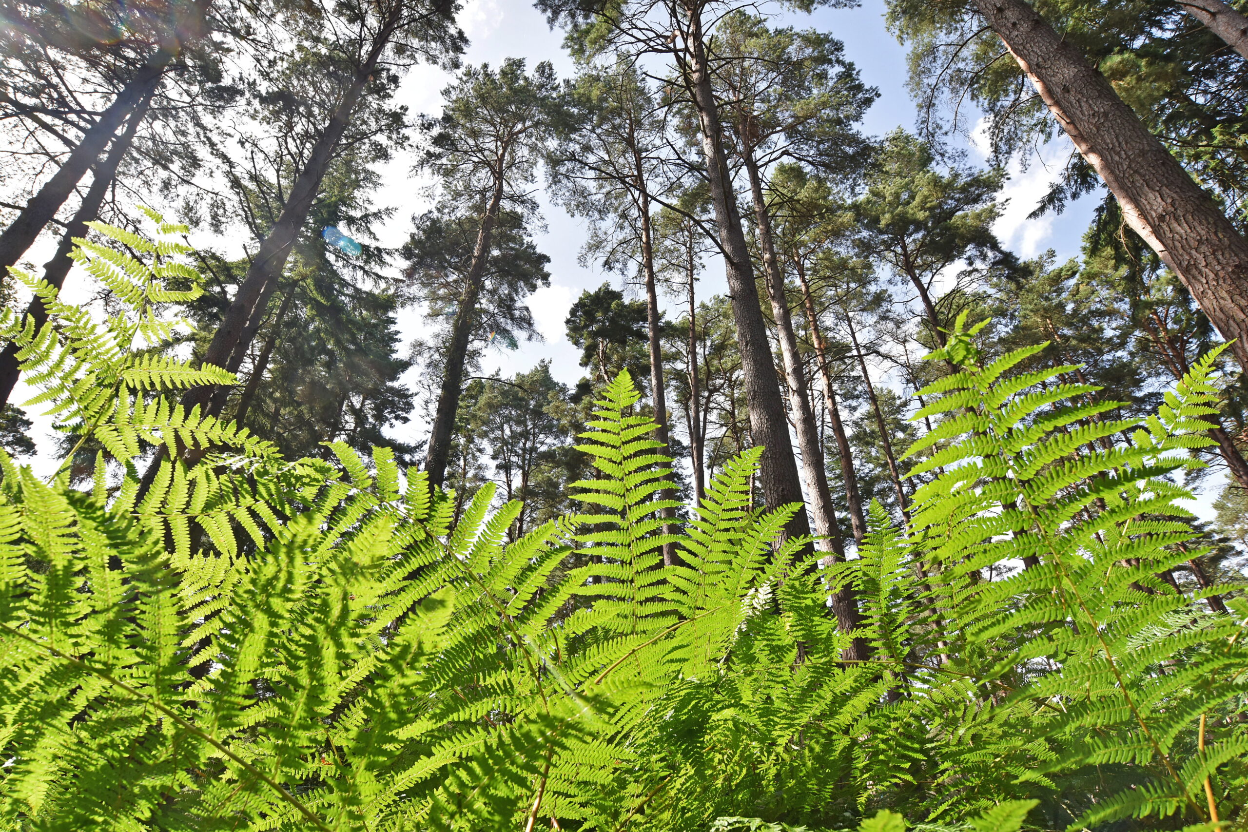 Bugs eye view of ferns and tree canopy