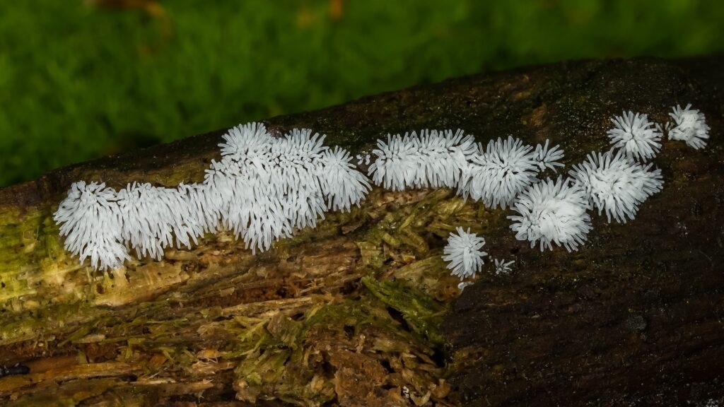 White Ceratiomyxa fruticulosa slime mold clusters on a decaying log, with mossy green wood beneath