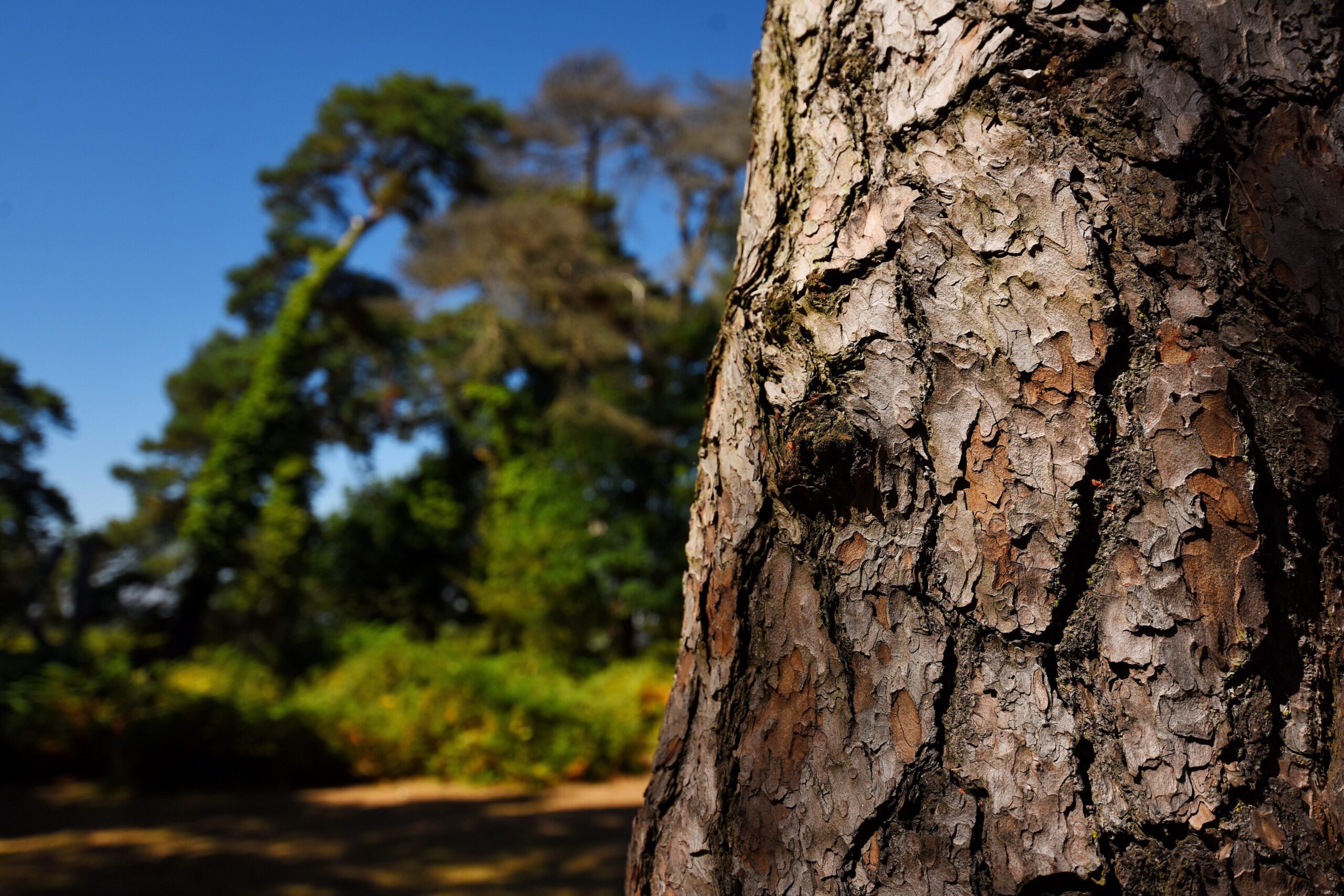 Close up of a tree at Norley Wood