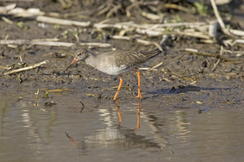 Common redshank wading in muddy shoreline water, showing orange legs and slender bill with reflection in the shallows