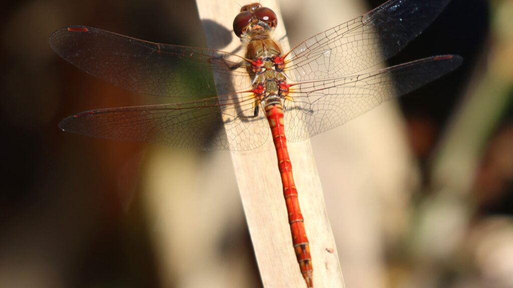 Common Darter