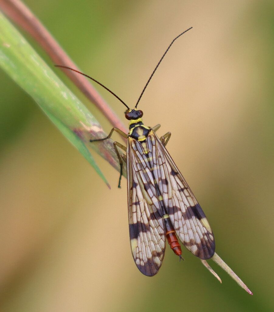 Common scorpionfly perched on a blade of grass, showing long antennae and patterned wings against a blurred background