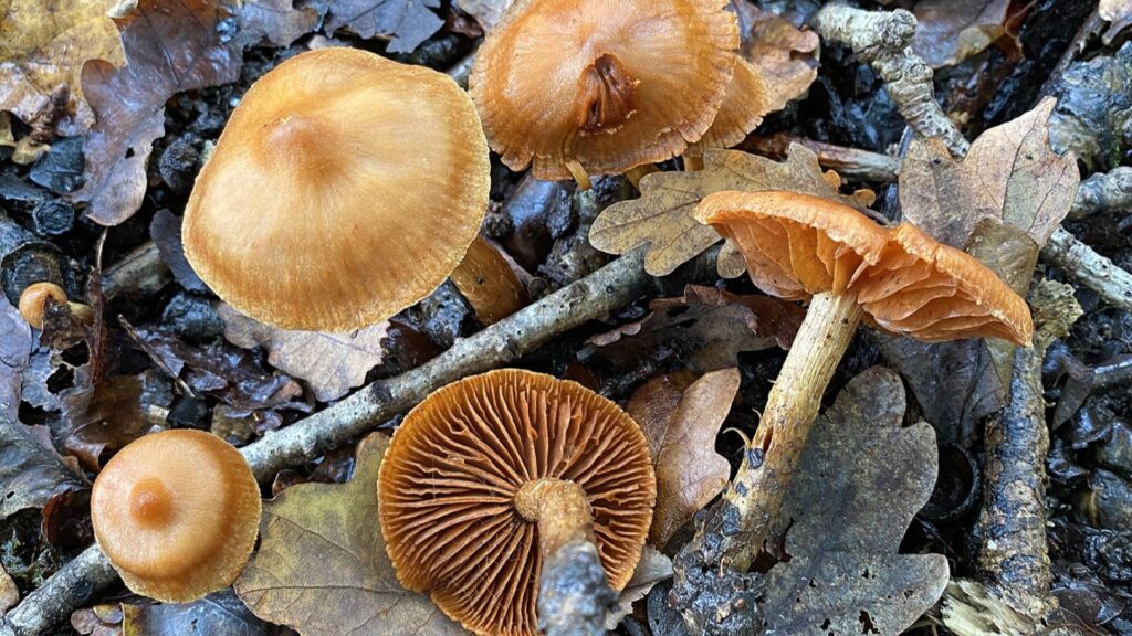Cortinarius lacustris mushrooms with tan caps and brown gills growing among wet fallen leaves and twigs on woodland floor