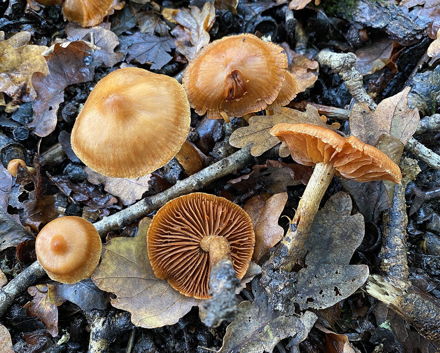 Cortinarius_lacustris(15-10-24)