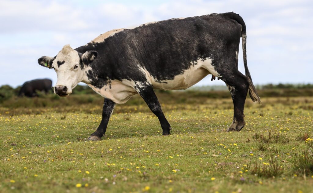 Cow on Wilverley Plain by Ella Reid