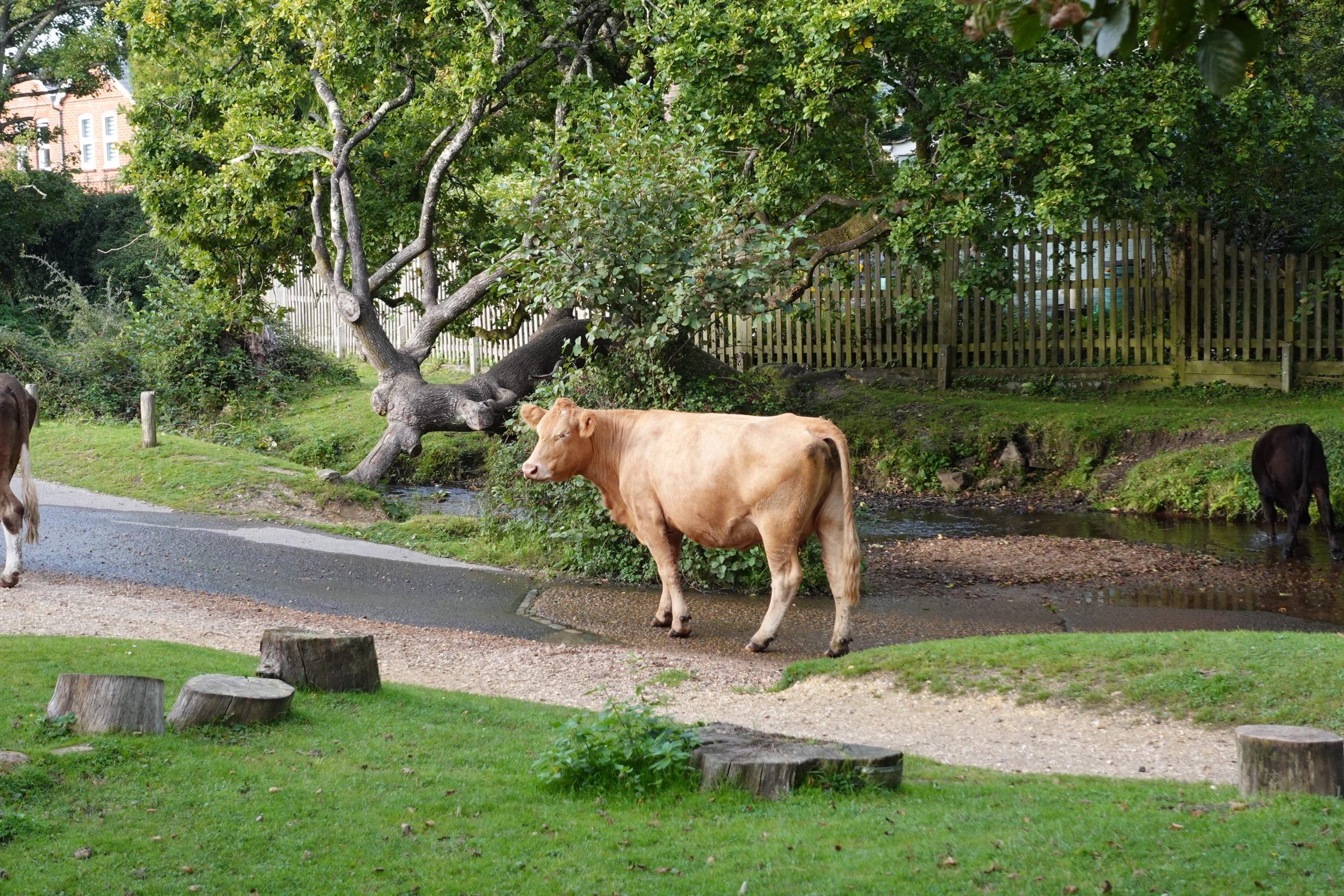 Cattle at Brockenhurst Splashback