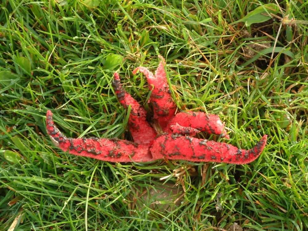 Devil's Fingers fungi
