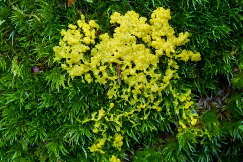 Bright yellow dog vomit slime mould (Fuligo septica) spreading over green moss