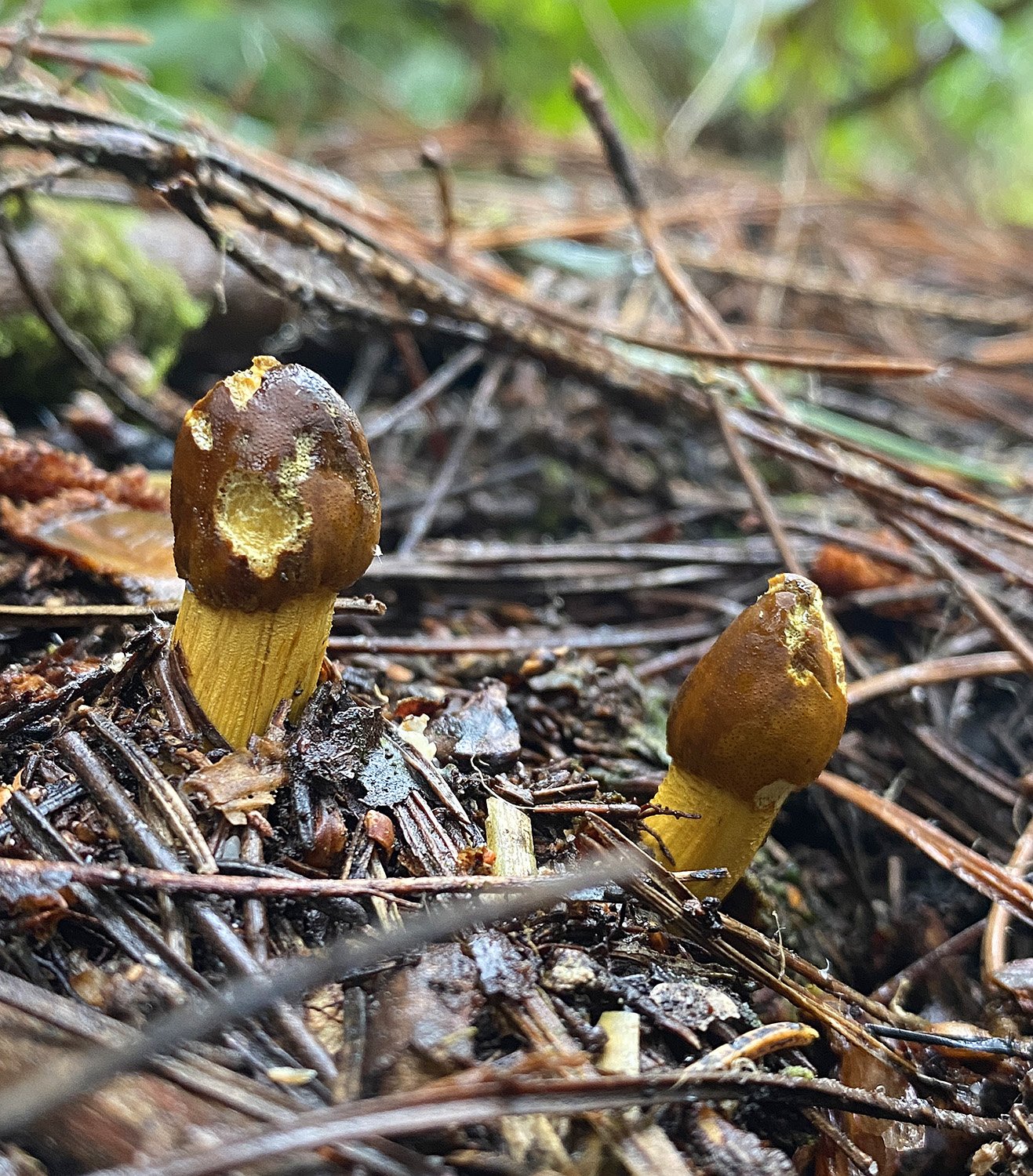 Drumstick Truffleclub