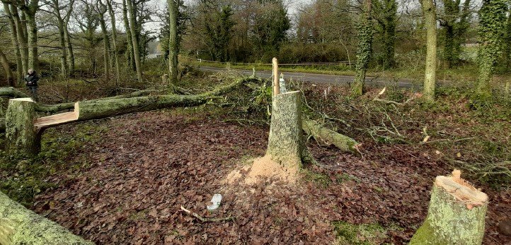 Felled trees