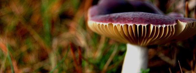 Forest_Fungi_at_Norley_Wood_by_Rebecca_Harnett