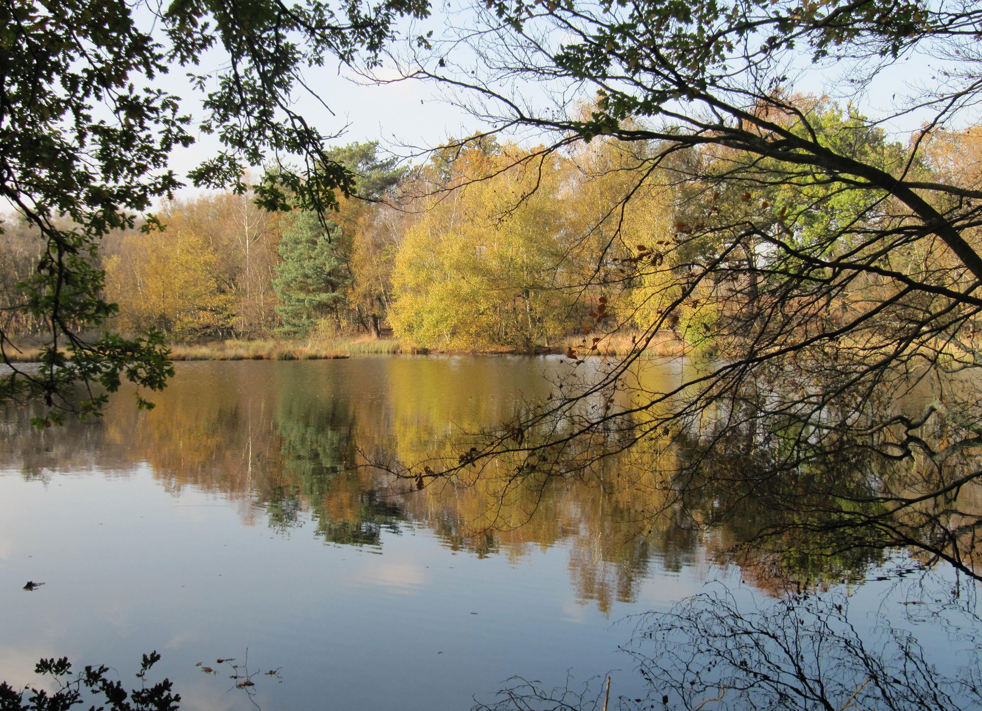 National Trust’s Foxbury site.
