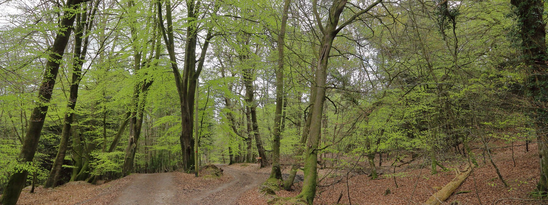 woodland in spring at Franchises Lodge nature reserve
