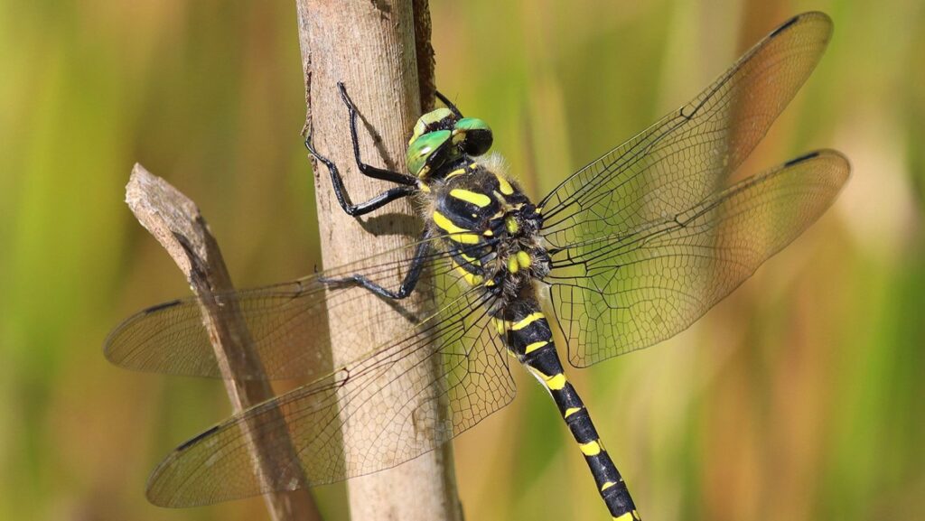 Golden-ringed Dragonfly