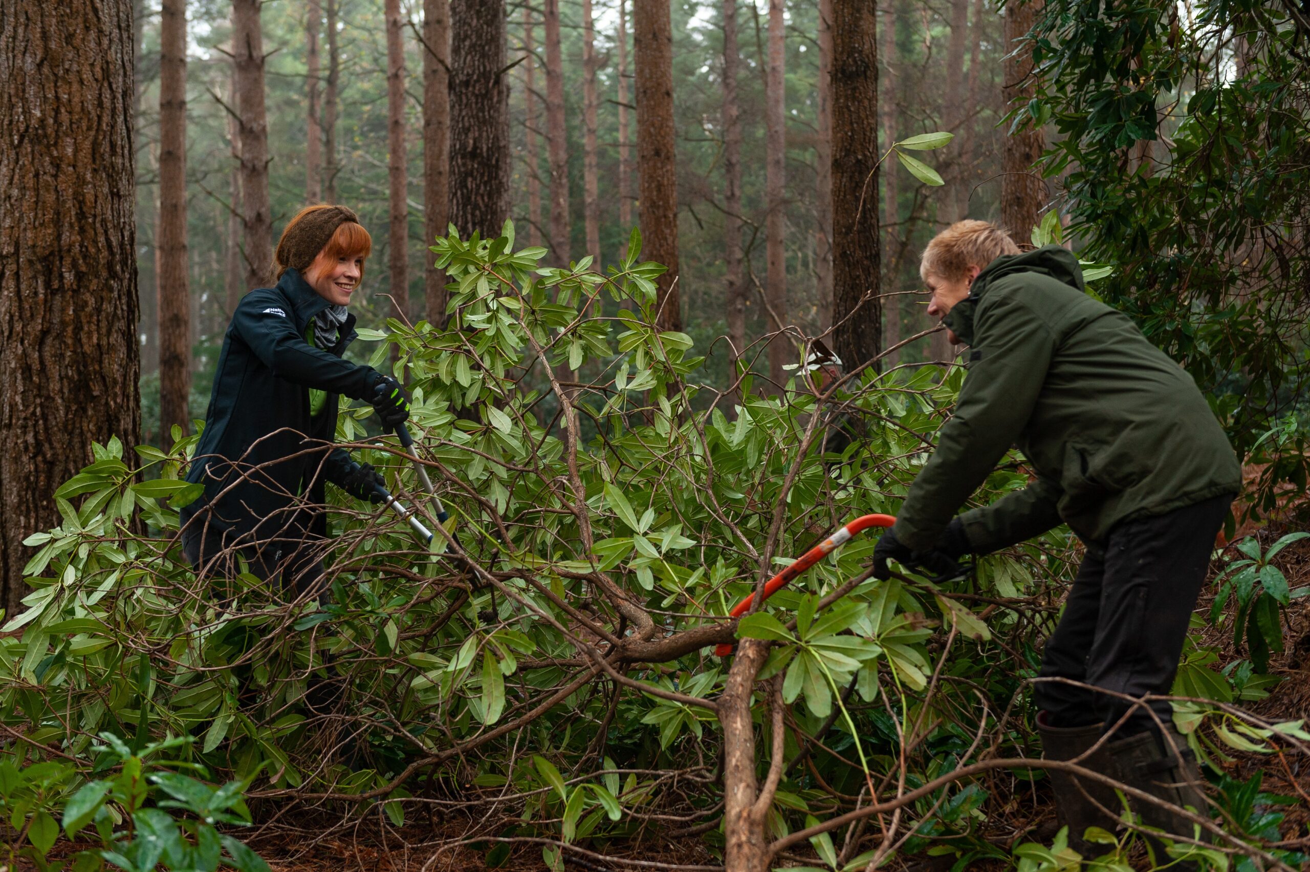 People cutting scrub.