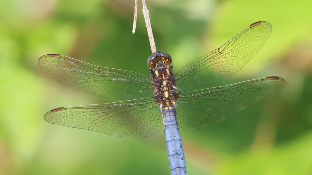 Keeled skimmer dragonfly with blue abdomen perched on a twig, wings spread against a blurred green background