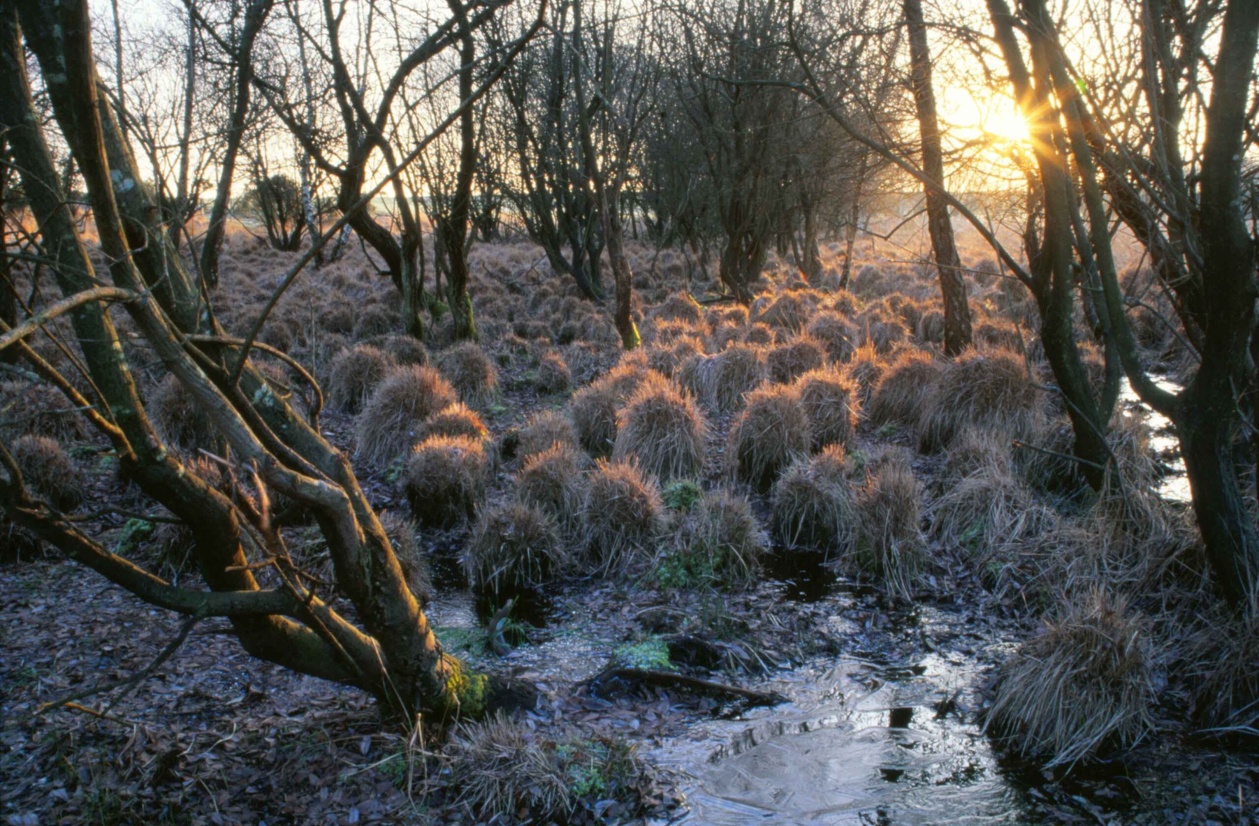 Landford Bog Frosty Autumn