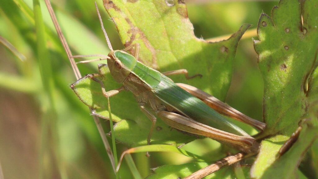 Close up of green grasshopper sitting in grass